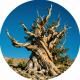 atree1023