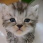 Minidoracat